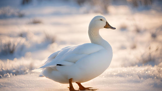 8 benifits of Natural vs Synthetic